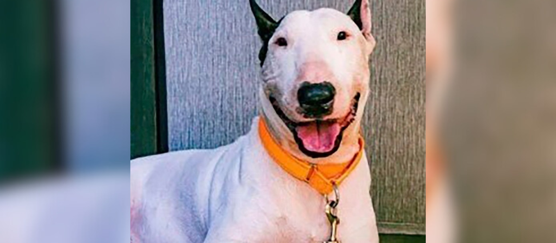 Beautiful white dog with black ears smiling, he's been rescued.