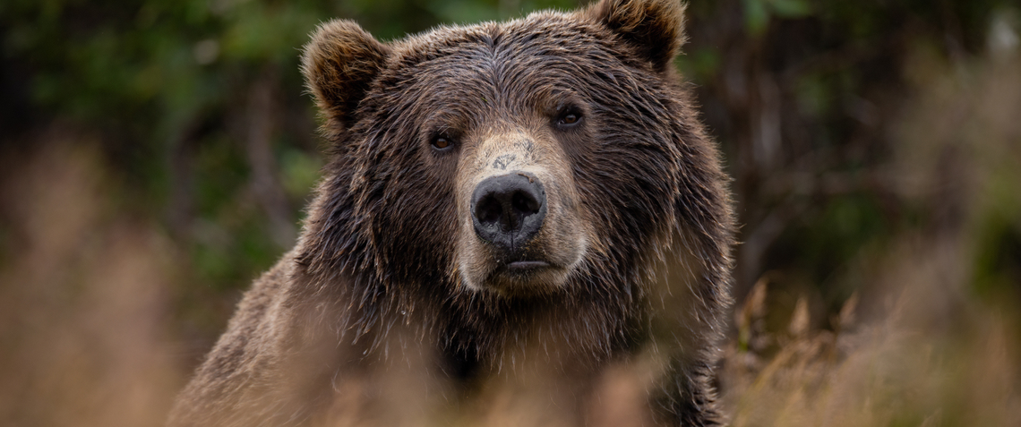 Beautiful brown bear looking into camera in nice field with tall brown grass surrounded by trees