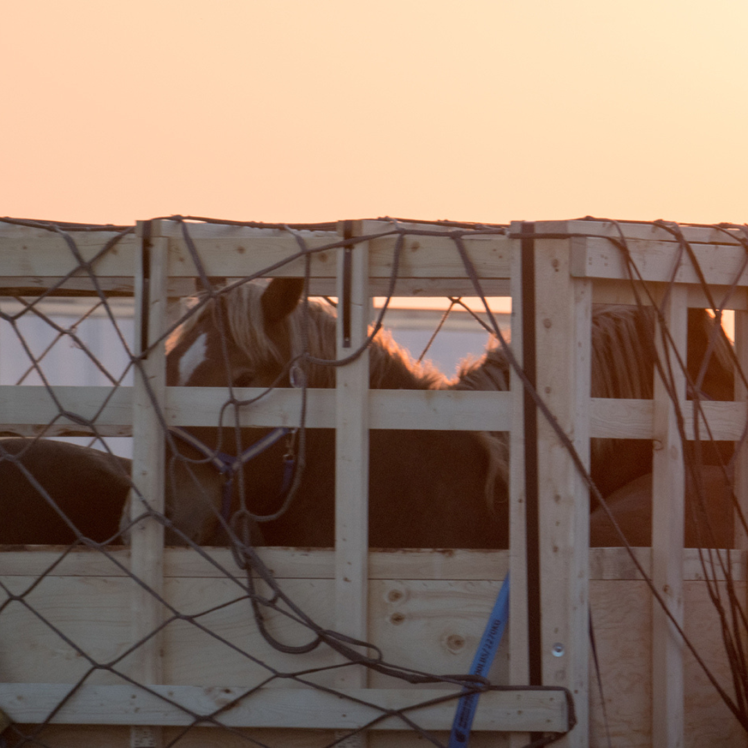 live horses cramped in transportation truck on their way to slaughter