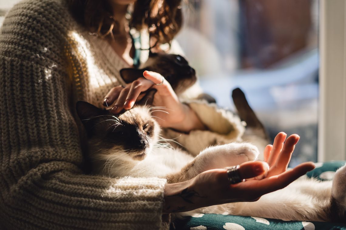 Himalayan cat on woman's lap