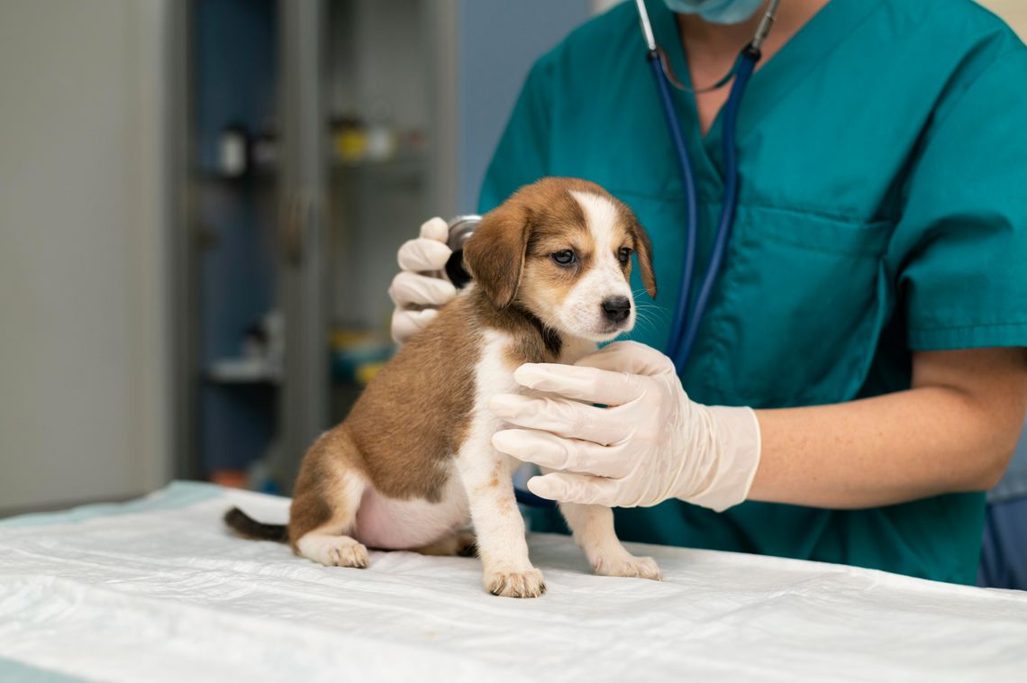 puppy being examined by veterinarian