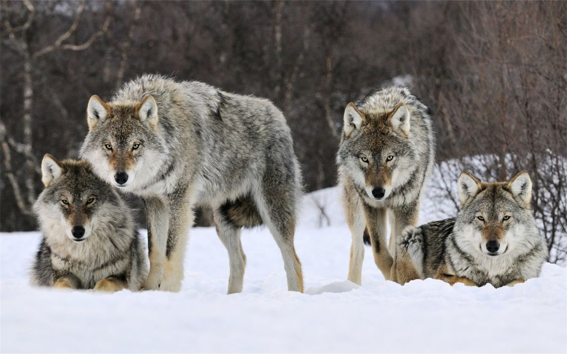 pack of wolves looking into camera
