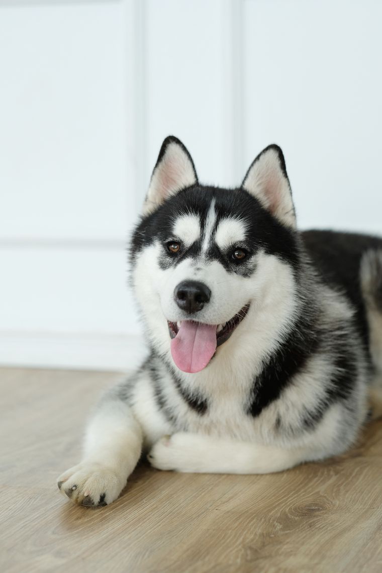 husky dog lying down and looking at camera