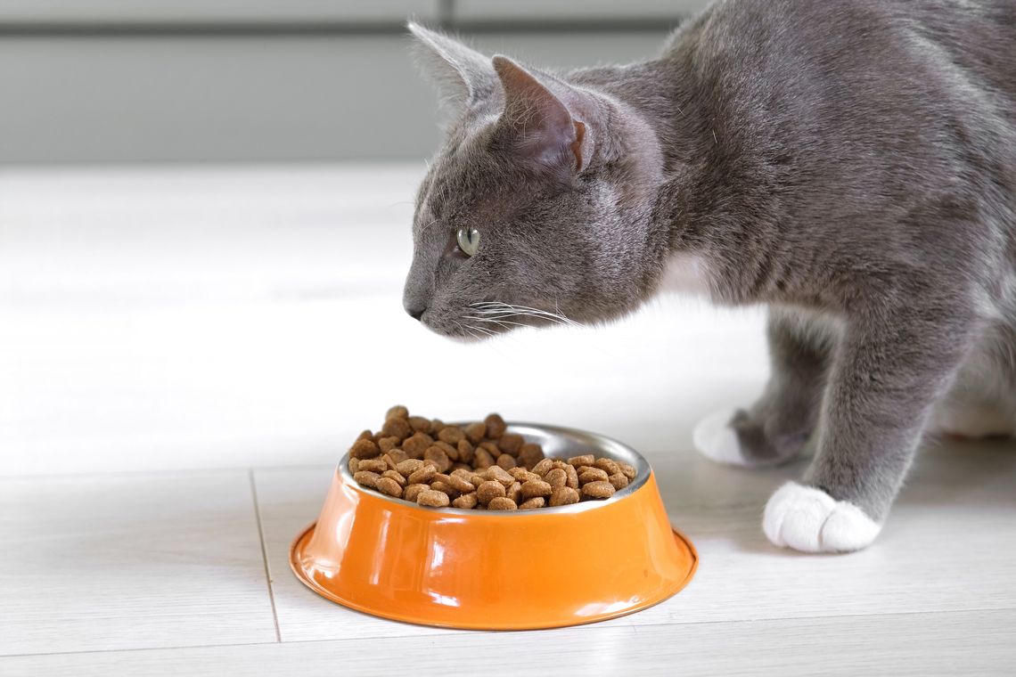 cat eating from food bowl
