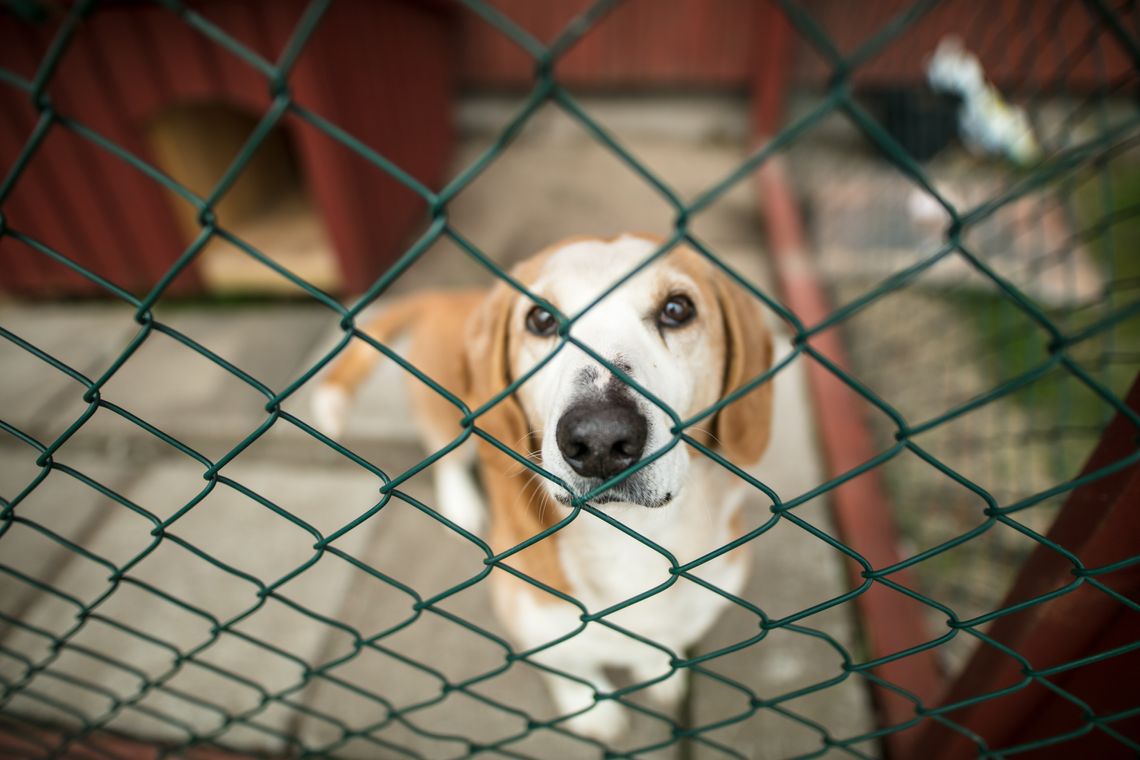 sad dog looking through cage in animal shelter