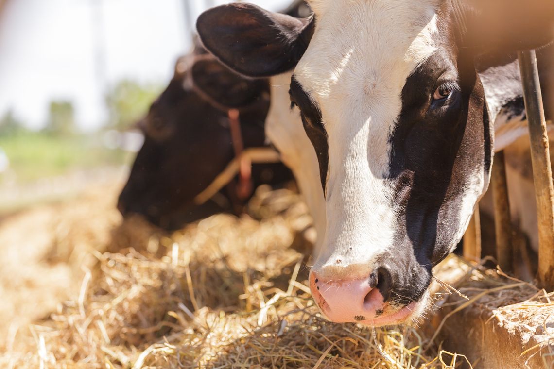 dairy cow looking into camera