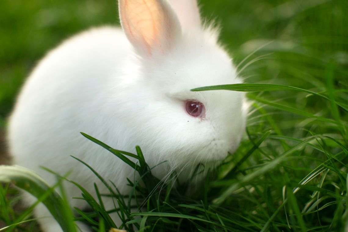 white bunny in green grass, looking at camera