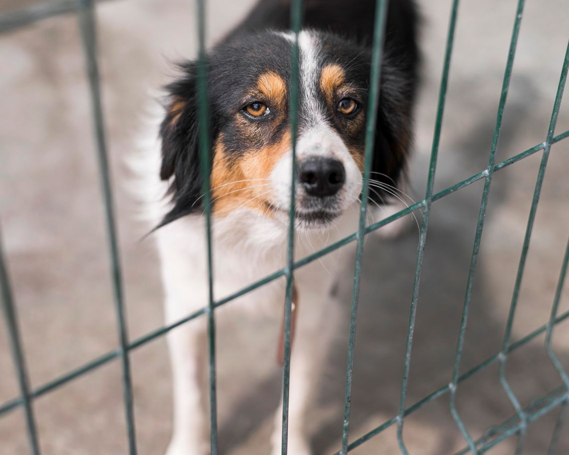 sad dog looking through cage
