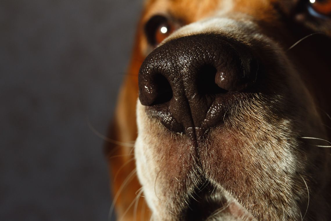 up close shot of beagle dog