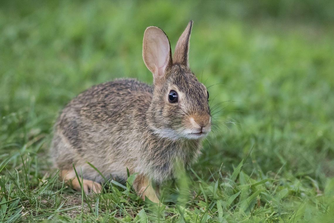 brown bunny in grass