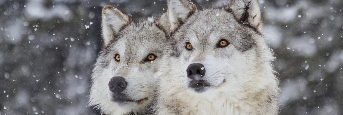 photo of two wolves in the snow