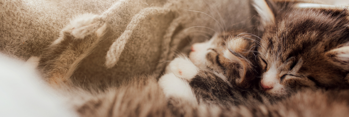 two kittens cuddling