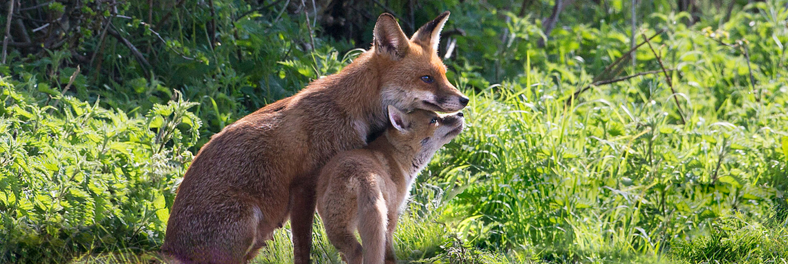 adult fox and cub snuggling in forest