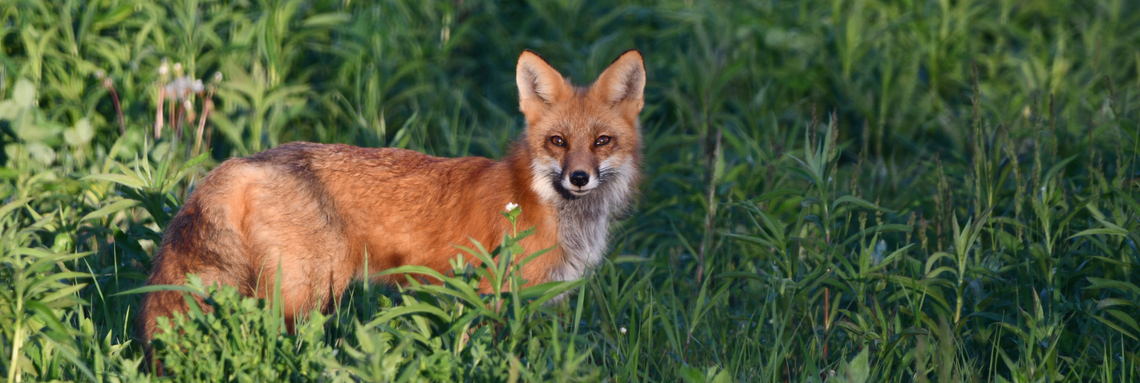 fox in field