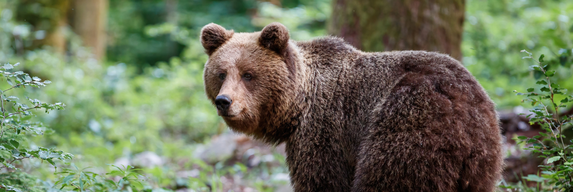 bear in the woods looking back at camera