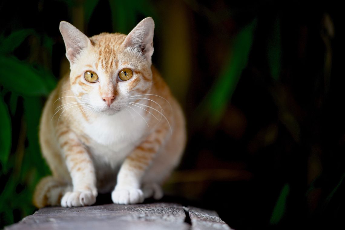 close up of orange cat looking into camera