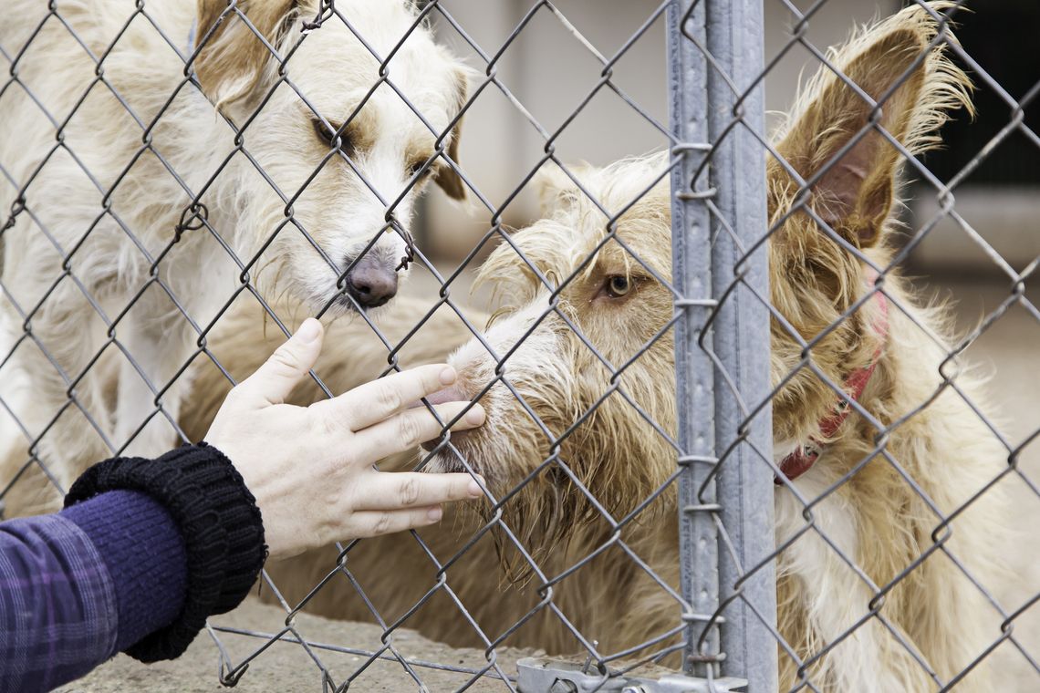 two dogs behind fence at animal shelter