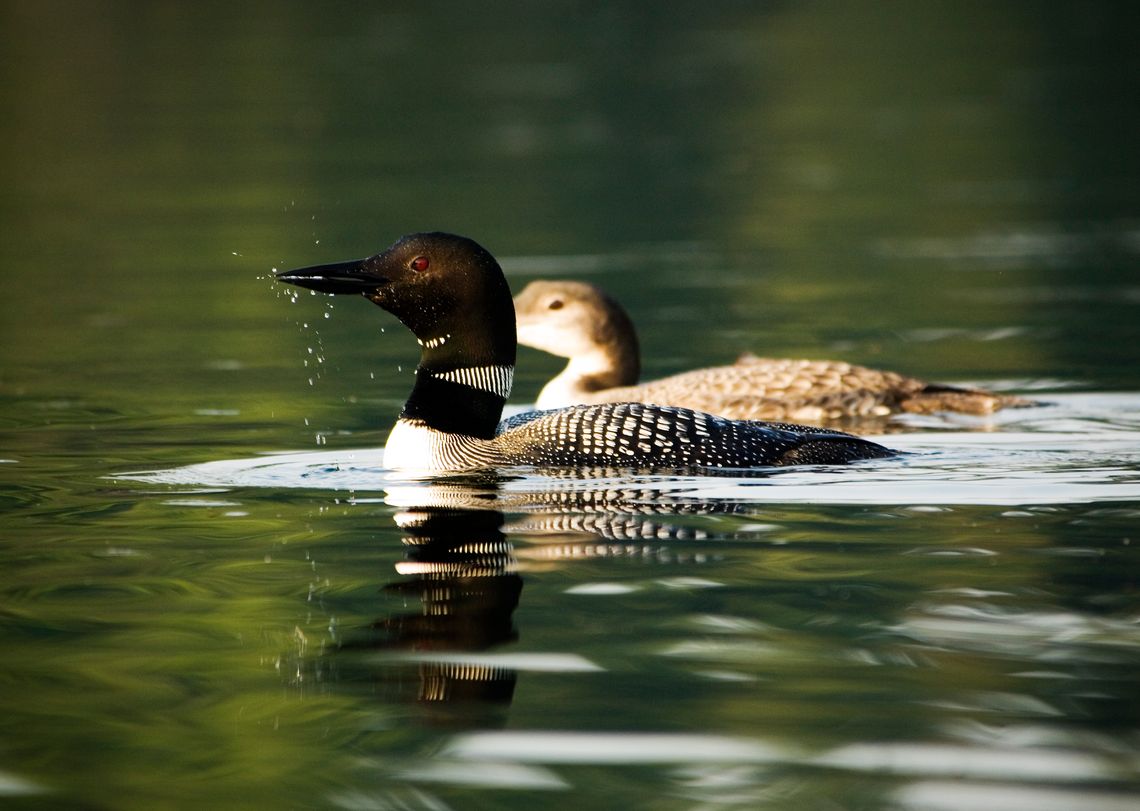 close up of loons swimming