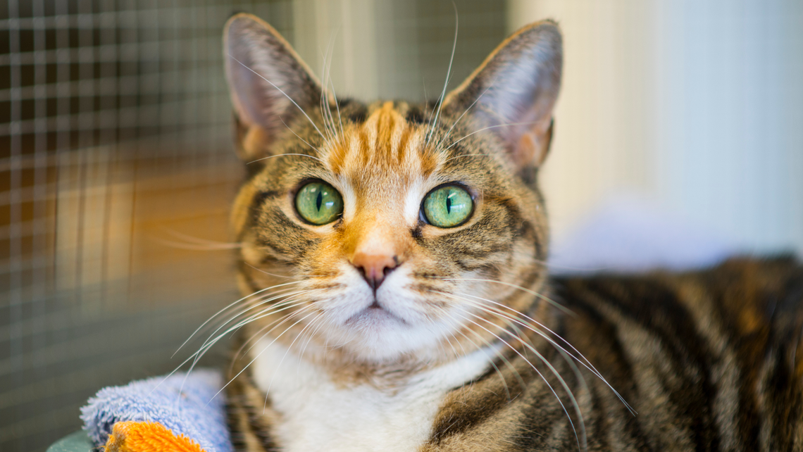 cat in animal shelter cage, looking into camera