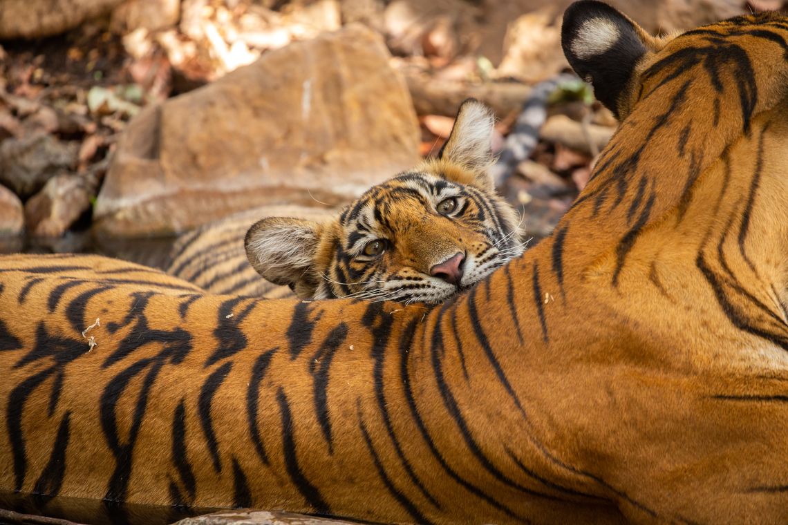 two bengal tigers laying together