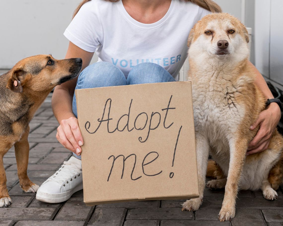 woman holding adopt me sign while sitting cute dogs
