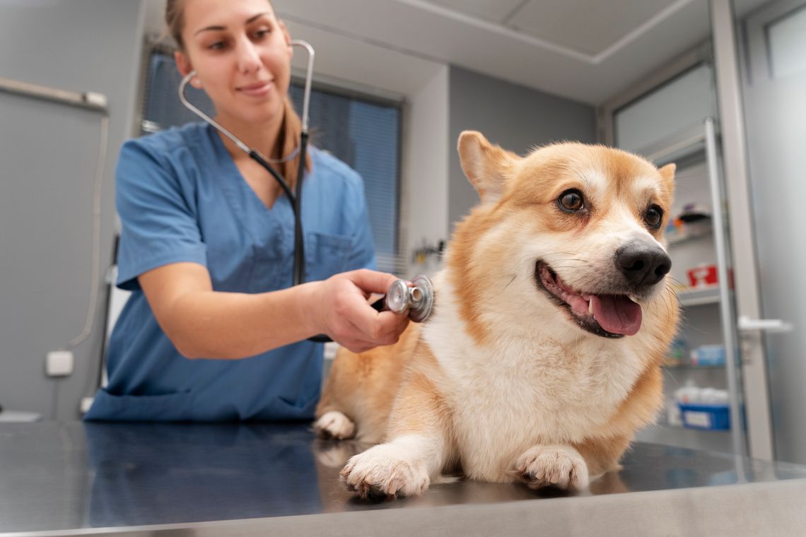 veterinarian taking care corgi dog