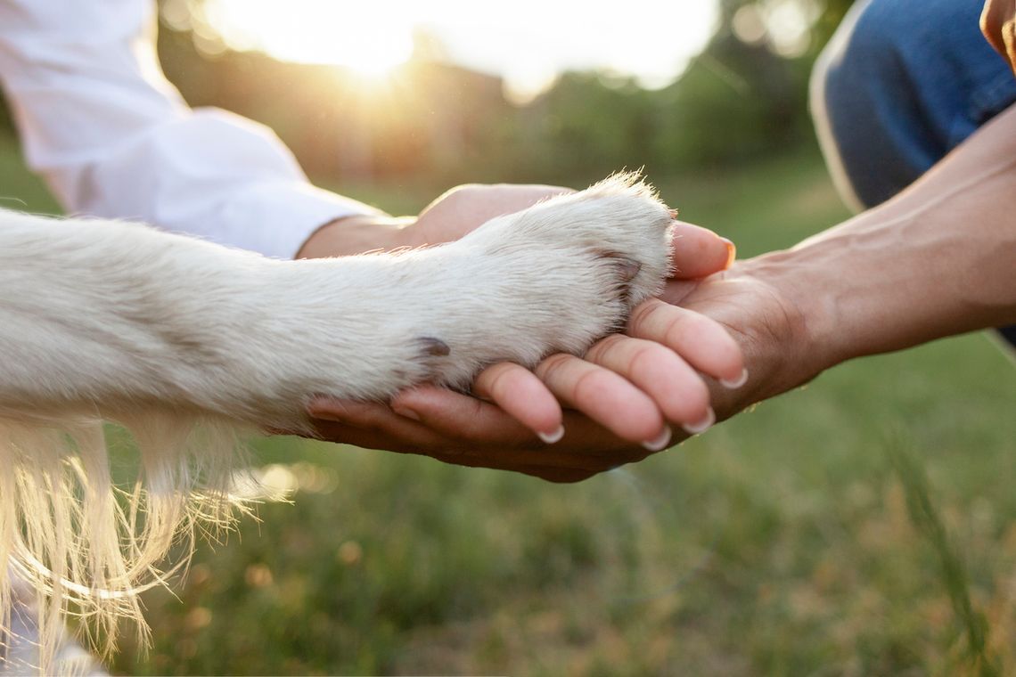 dog paw on couples hands