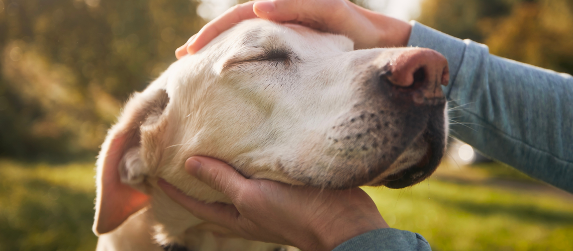 hands petting dogs head
