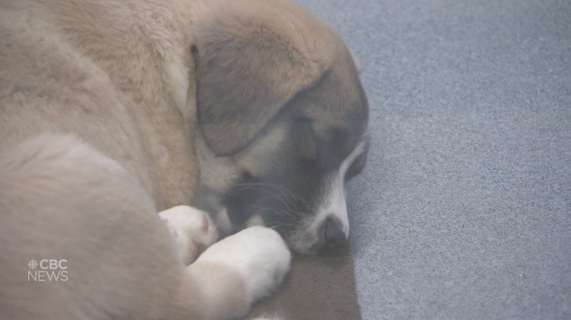 Cute brown, black and white puppy sleeping on a little brown blanket on the floor.