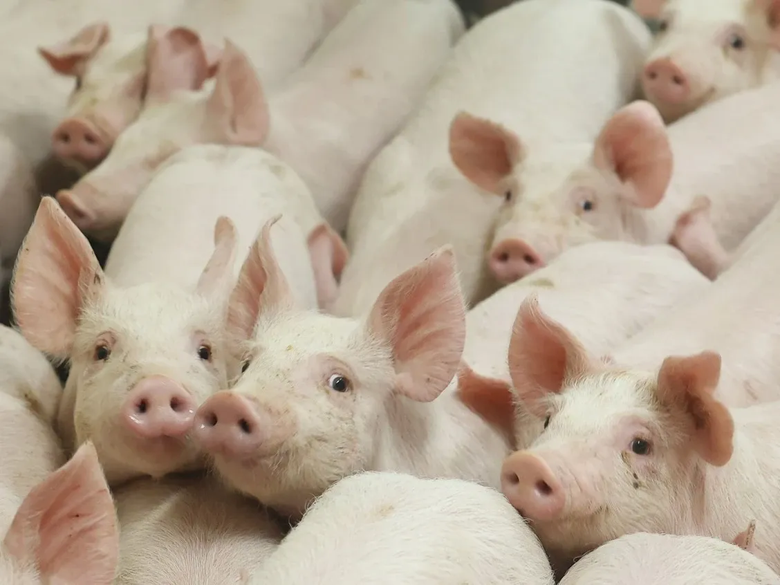 Pigs are shown at an Ottawa-area farm.