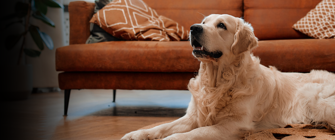 Curious and happy Golden Retriever on nice living floor in front of a retro orange couch