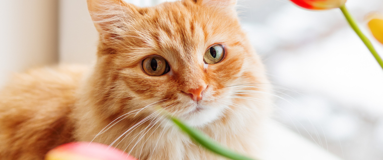 Adorable orange cat with green eyes looking into camera on window sill next to red tulips