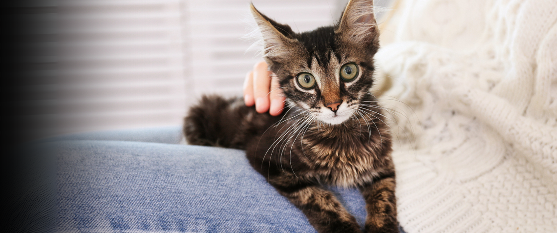 Cat on woman's lap with big green eyes