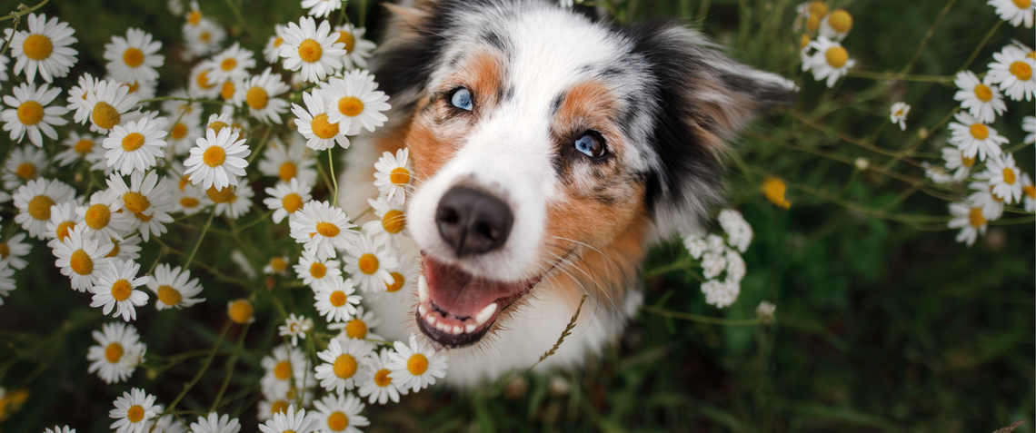 Beautiful multi coloured mixed dog staring up into camera among daisy flowers