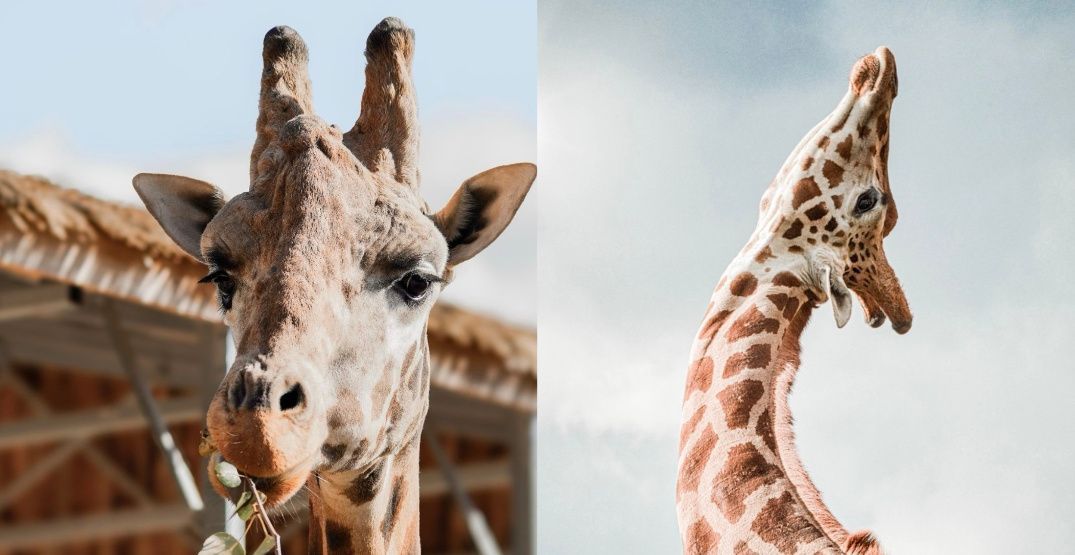 Giraffe with long neck looking to the sky almost as if to howl like a wolf would do.