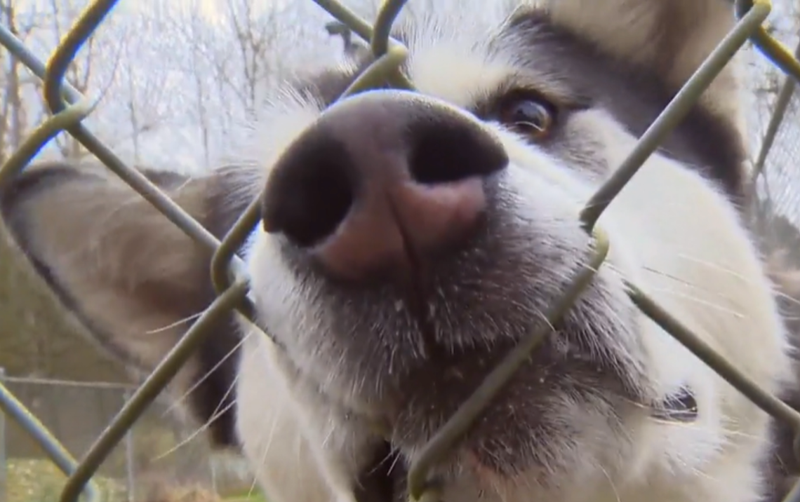 Husky trying to put his nose through a fence