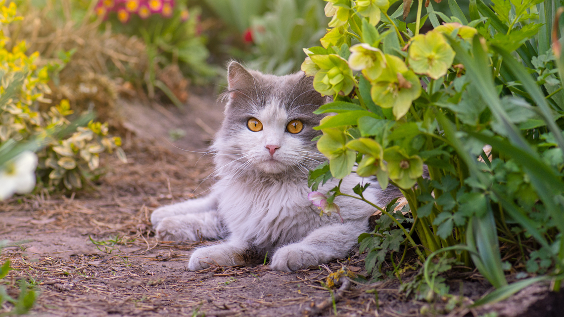 An outdoor cat lying outside surrounded by plants