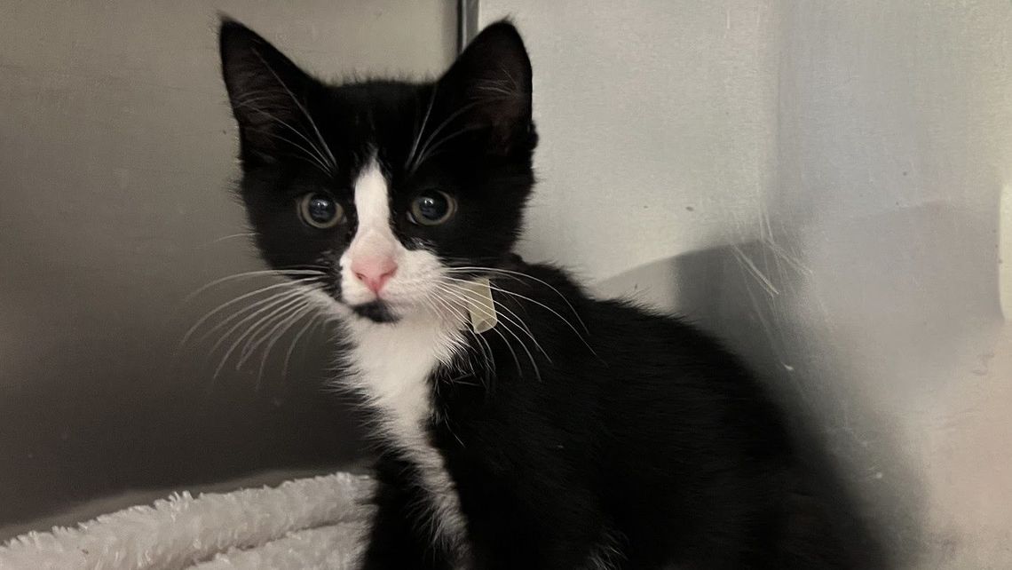 cute black and white kitten