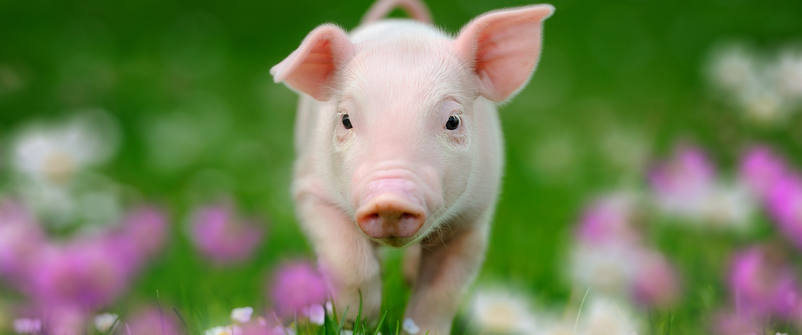 Cute little piglet looking into camera running in field surrounded by purple spring flowers